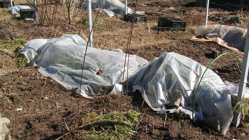 Guide to caring for grapes in the spring after opening