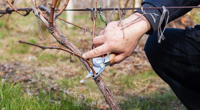 Guide to caring for grapes in the spring after opening