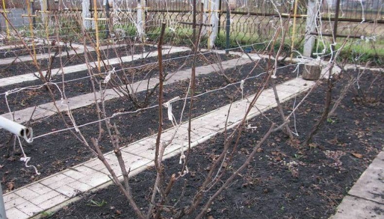 Guide to caring for grapes in the spring after opening