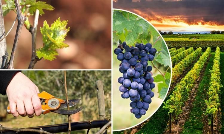Recommendations from experienced winegrowers: is it possible to plant different varieties of grapes side by side and what are the benefits and harms of this?