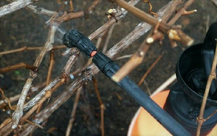 Guide to caring for grapes in the spring after opening