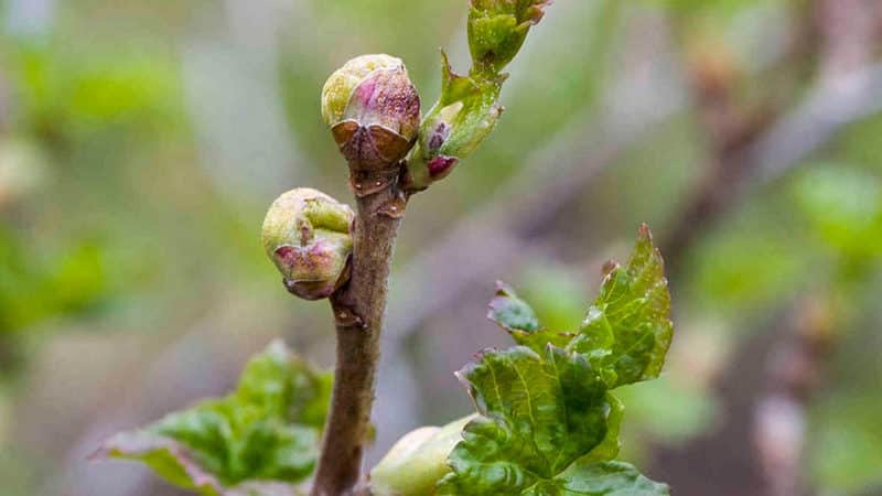 The most effective measures to combat bud mite on currants in spring