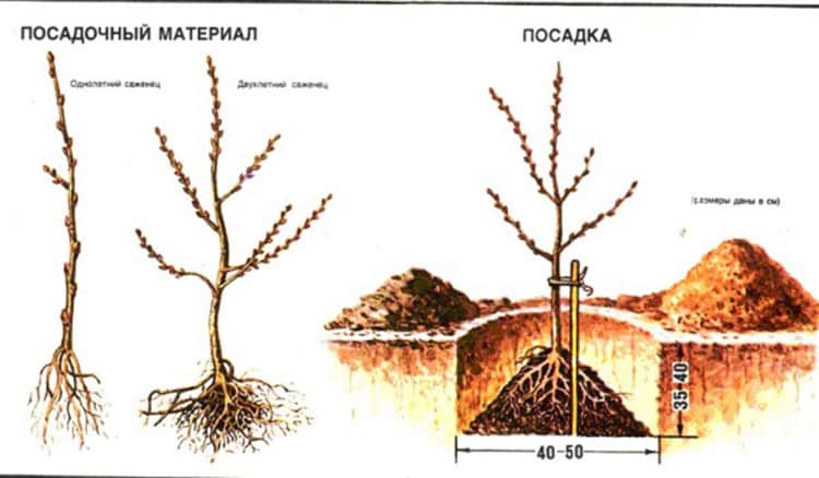 A guide to planting sea buckthorn seedlings in spring: how to arrange and plant the bushes so that they bear fruit