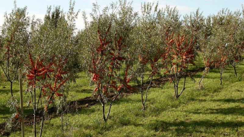 A guide to planting sea buckthorn seedlings in spring: how to arrange and plant the bushes so that they bear fruit