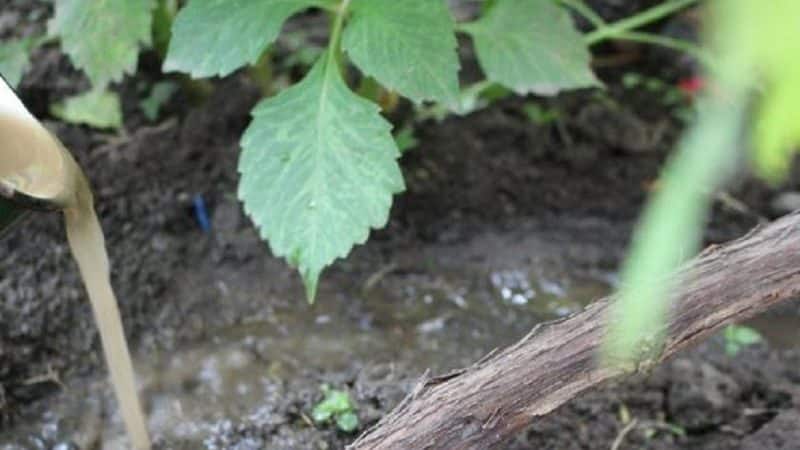 How to water and feed grapes in spring: instructions for beginners