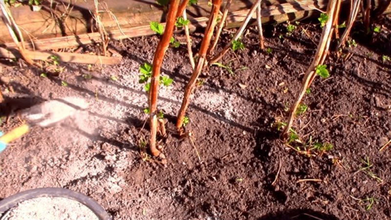 How, when and what to feed raspberries in the spring for a good harvest