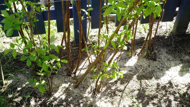 How, when and what to feed raspberries in the spring for a good harvest