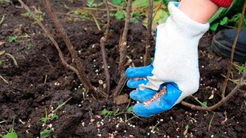 How, when and what to feed raspberries in the spring for a good harvest