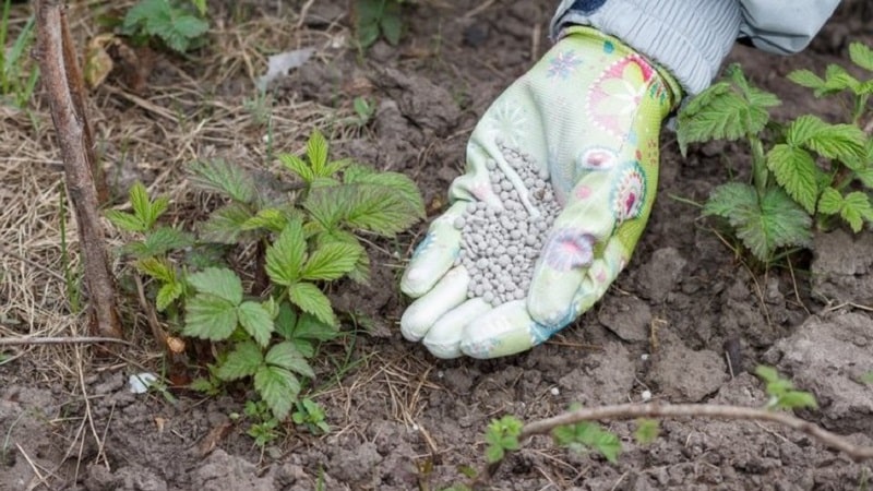 How, when and what to feed raspberries in the spring for a good harvest