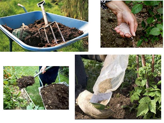 How, when and what to feed raspberries in the spring for a good harvest