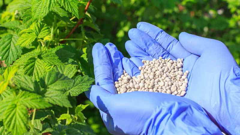 How, when and what to feed raspberries in the spring for a good harvest