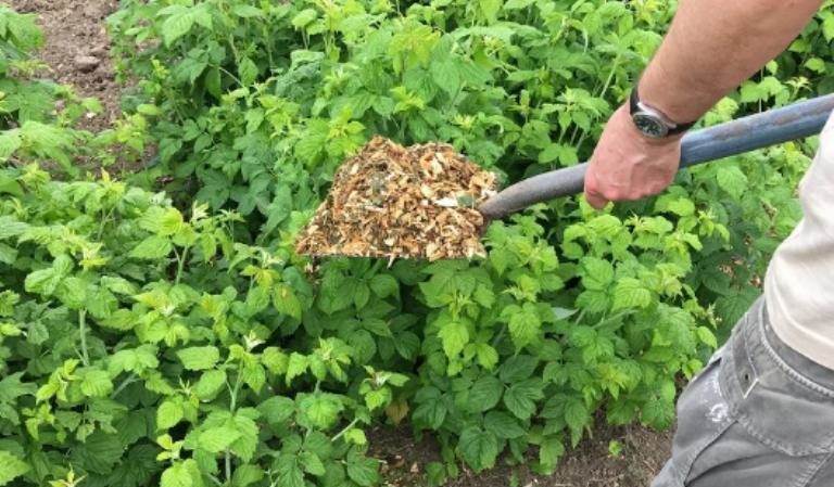 How, when and what to feed raspberries in the spring for a good harvest