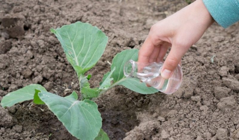High-yielding cabbage variety Moskovskaya Pozdnaya