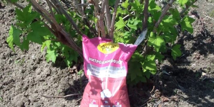 Choosing fertilizer for currants in spring: what and how to fertilize the bushes for a good harvest
