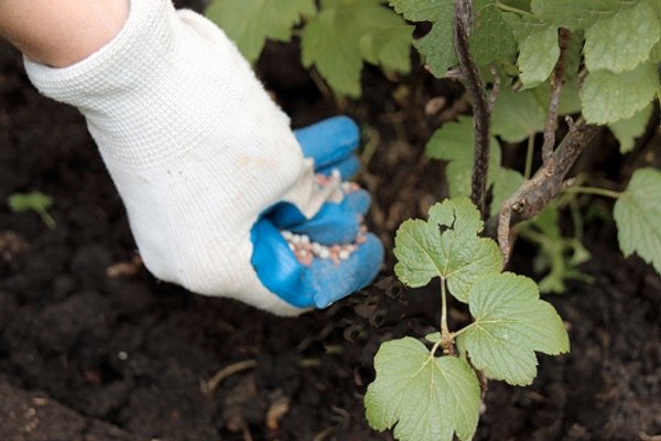 Choosing fertilizer for currants in spring: what and how to fertilize the bushes for a good harvest