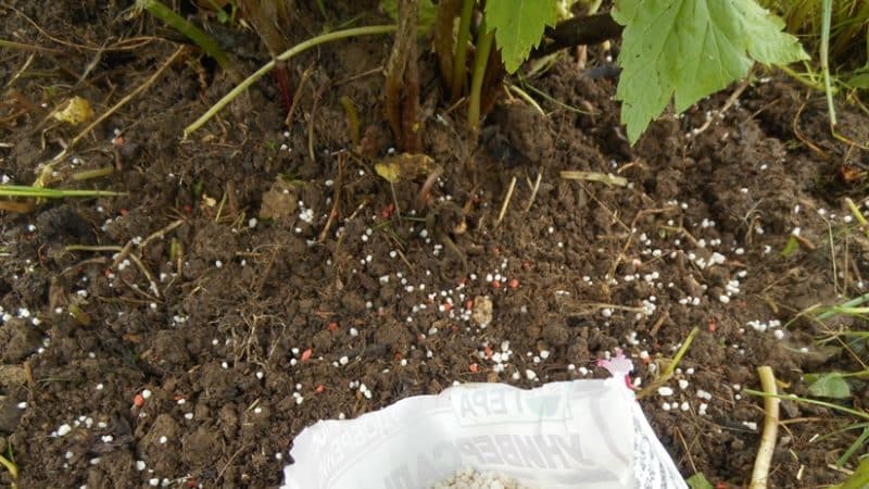 Choosing fertilizer for currants in spring: what and how to fertilize the bushes for a good harvest