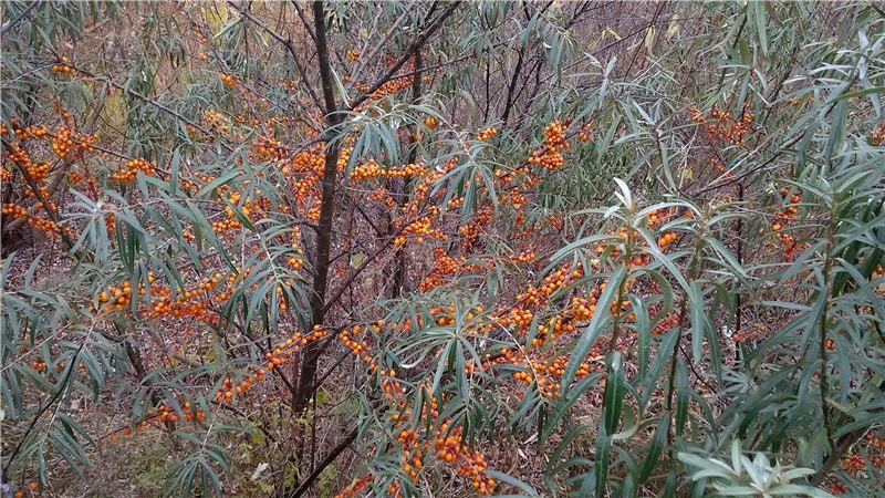 A guide to planting sea buckthorn seedlings in spring: how to arrange and plant the bushes so that they bear fruit