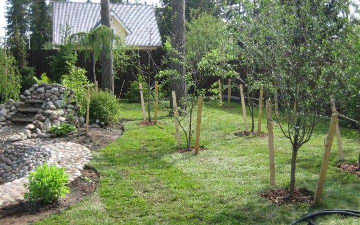 The best time to plant fruit trees in the Moscow region: plant in spring or autumn?