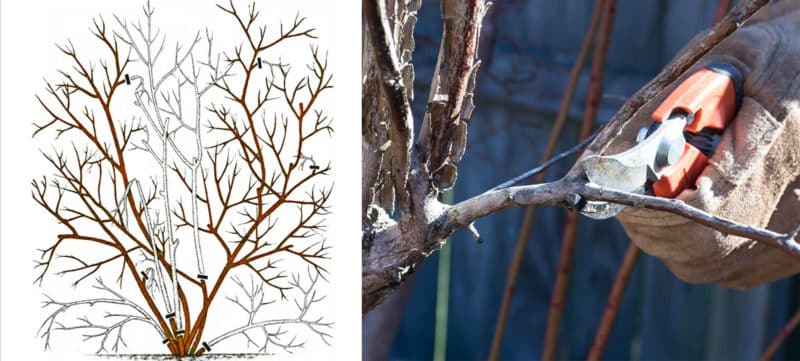 Step-by-step instructions for pruning blueberries in spring for beginner gardeners