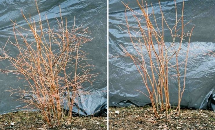 Step-by-step instructions for pruning blueberries in spring for beginner gardeners