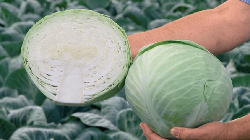 Late-ripening cabbage hybrid Ankoma f1 for long-term storage