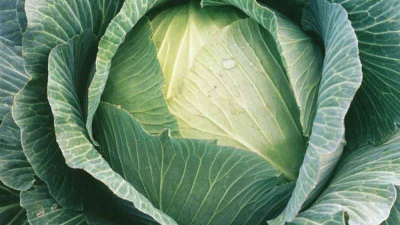 Late-ripening cabbage hybrid Ankoma f1 for long-term storage