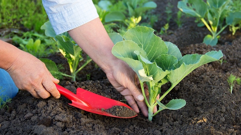 Delicious mid-season cabbage hybrid Krautman f1