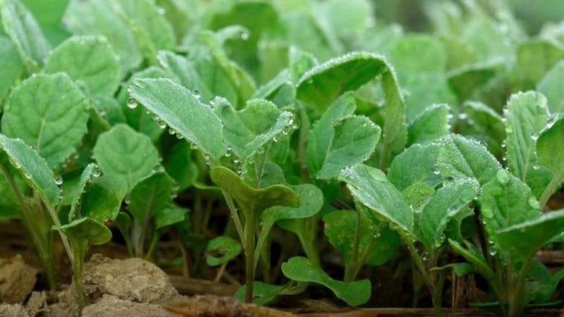High-yielding popular cabbage variety Amager
