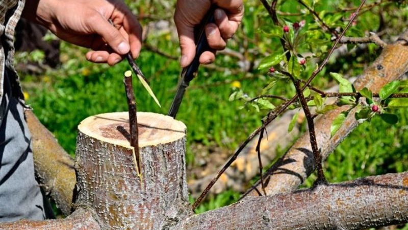 A step-by-step guide for beginner gardeners: how to plant an apple tree in spring