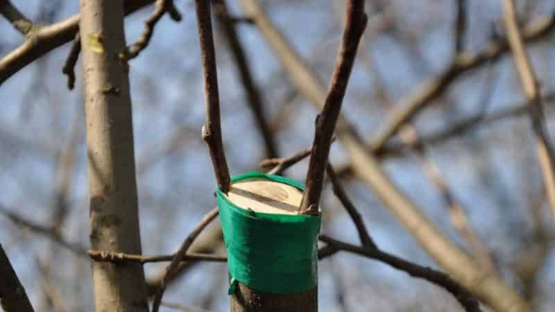 A step-by-step guide for beginner gardeners: how to plant an apple tree in spring