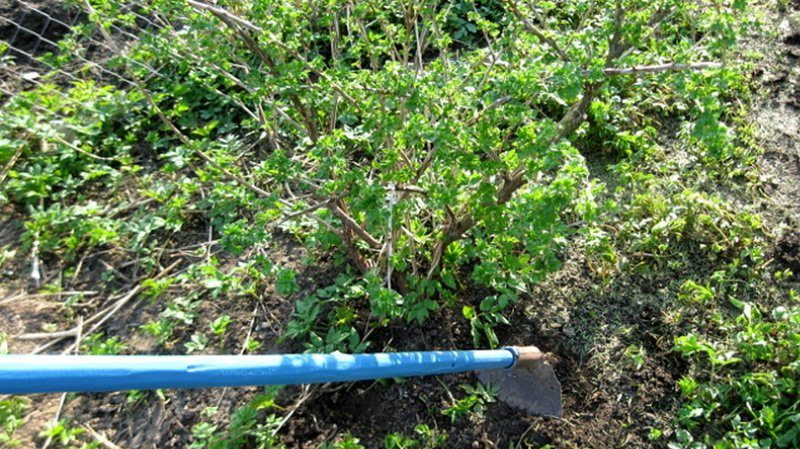 The most effective measures to combat bud mite on currants in spring