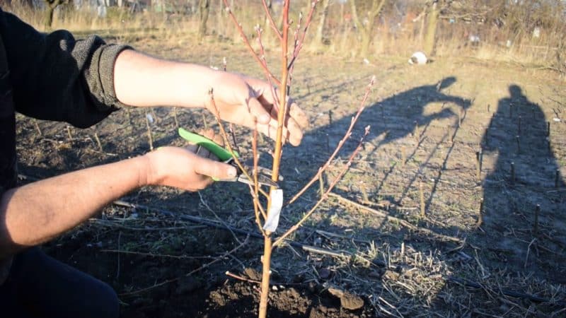 How to properly prune a peach in spring and why it is so important