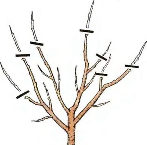 How to properly prune a peach in spring and why it is so important