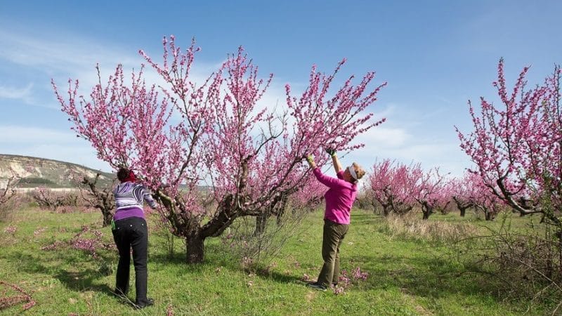 How to properly prune a peach in spring and why it is so important