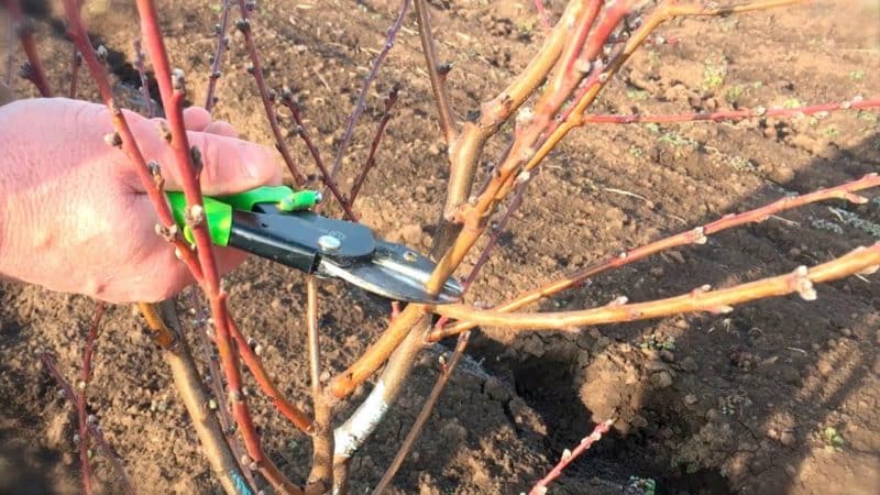 How to properly prune a peach in spring and why it is so important