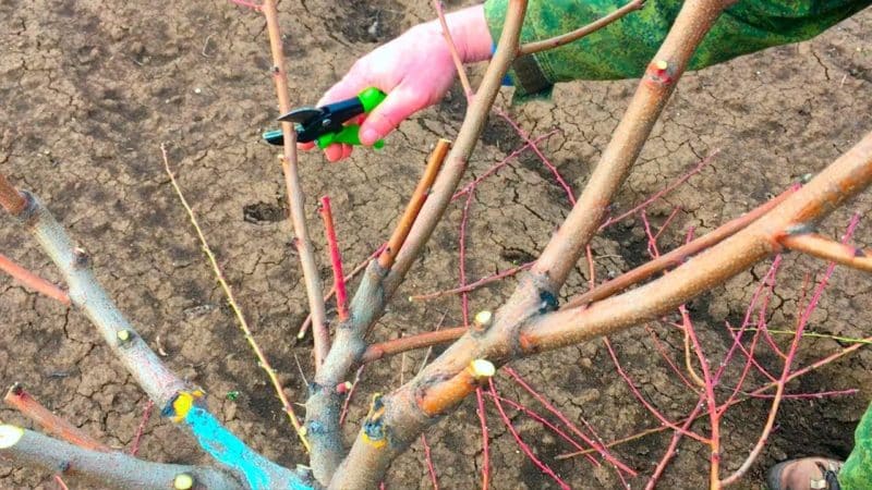 How to properly prune a peach in spring and why it is so important
