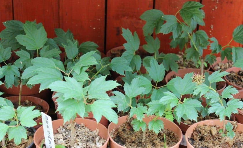 A clear guide to propagating viburnum Buldenezh by cuttings in spring