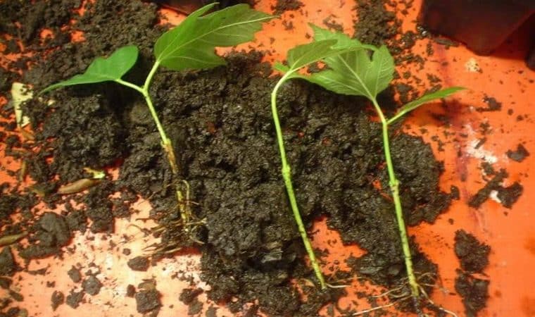 A clear guide to propagating viburnum Buldenezh by cuttings in spring