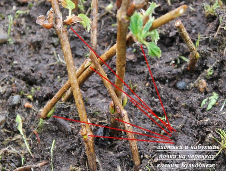 A clear guide to propagating viburnum Buldenezh by cuttings in spring