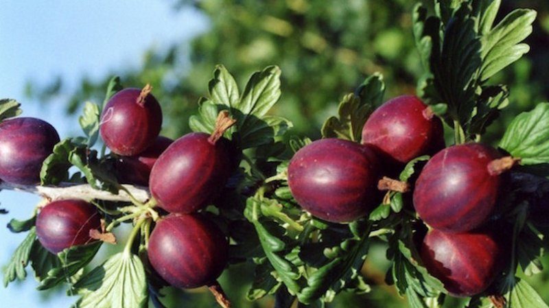 Varieties and features of growing thornless gooseberries