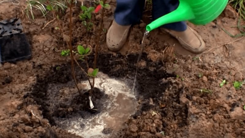 Guide to planting rowan in spring from A to Z