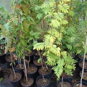 Guide to planting rowan in spring from A to Z