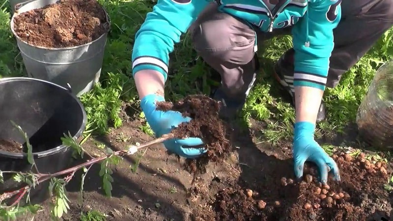 Guide to planting rowan in spring from A to Z