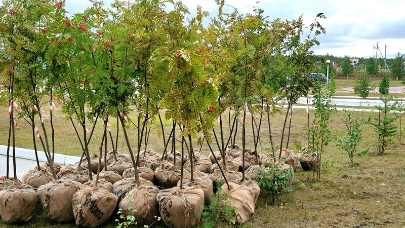 Guide to planting rowan in spring from A to Z