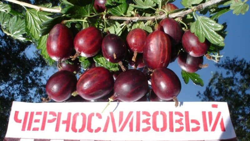 Varieties and features of growing thornless gooseberries