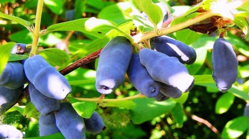 When does honeysuckle ripen in different regions?