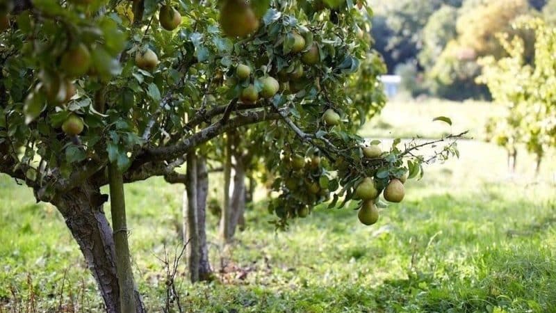 The best time to plant fruit trees in the Moscow region: plant in spring or autumn?