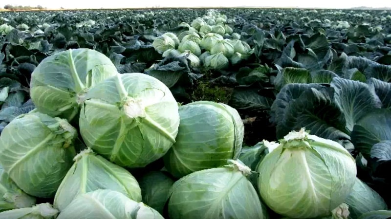 Moscow late cabbage variety description photo reviews