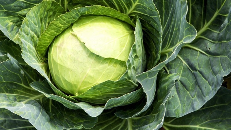 Mid-late hybrid of white cabbage Larsia f1