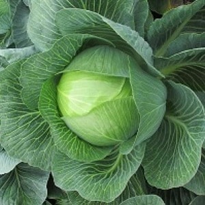 Mid-late hybrid of white cabbage Larsia f1